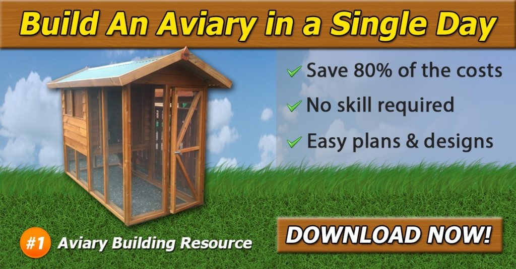 how to build an aviary for parrots